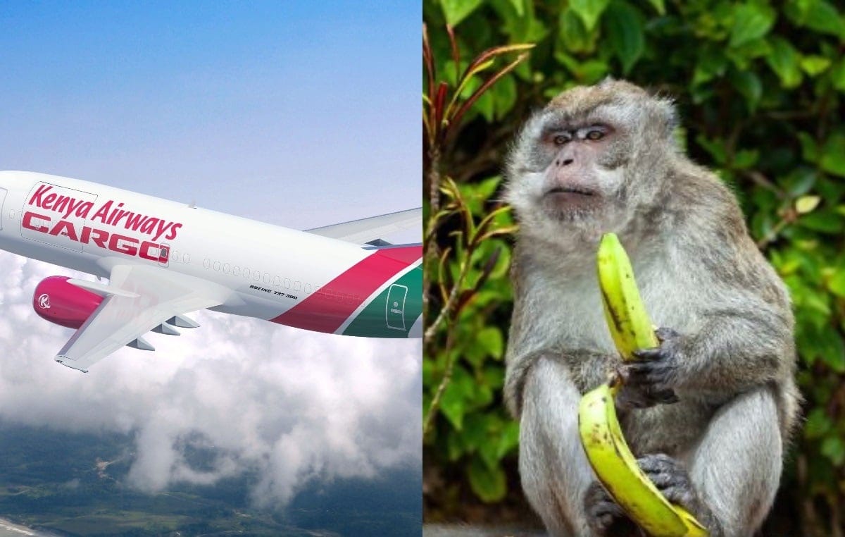 Kenya Airlines: No more monkey shipments to US